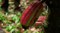 Мировые цены на какао-бобы выросли до максимума