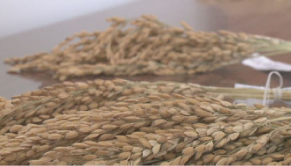 Новый сорт риса вывели селекционеры в Кызылорде