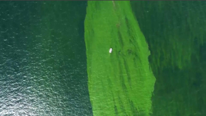 Сиамский залив в Таиланде окрасился в зелёный цвет