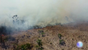 В 9 округах Бразилии объявлено ЧП из-за лесных пожаров