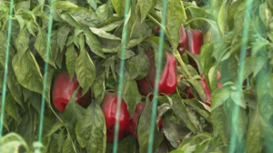 Тепличники Туркестанской области отказываются от нерентабельных видов овощей