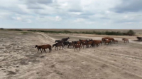 Более 4 тысяч голов скота эвакуировали в Атырауской области