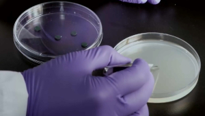 Учёные Гарварда создали антибиотик от кишечных инфекций