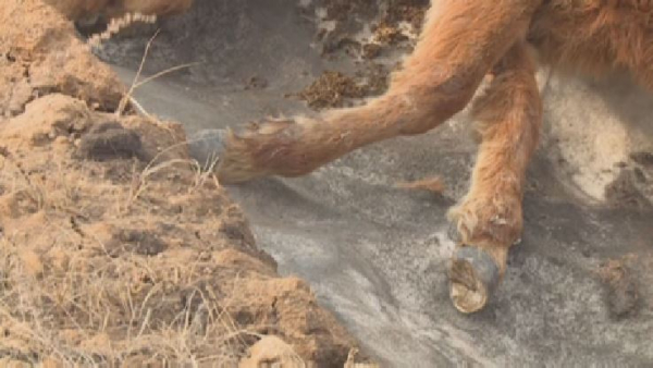 Опасная траншея: жители возмущены из-за погибшего скота в Карагандинской области