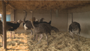 Первую страусиную ферму открыли в Кызылординской области