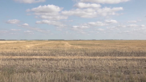 600 тысяч га земель вернули в сельхозоборот в Павлодарской области