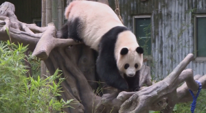 Гигантская панда из Китая стала звездой соцсетей