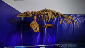 Скелет ихтиозавра впервые представили в Мангистауской области
