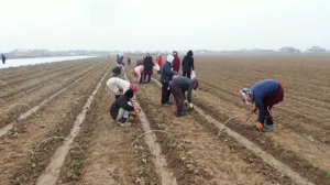 Посадку капусты начали в Туркестанской области
