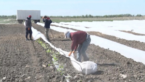 Отсрочки по кредитам предоставят фермерам в Атырауской области