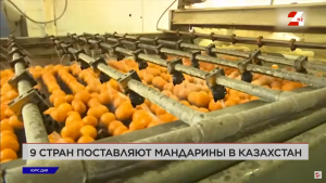 Импорт мандаринов в Казахстан | Курс дня