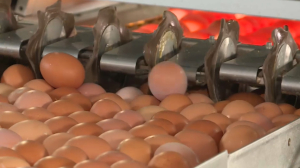 4 млрд яиц производят птицеводческие фабрики Казахстана