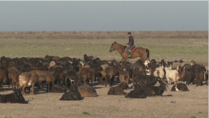 Растёт число поголовья скота в Кызылординской области