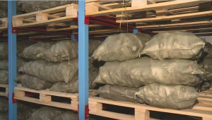 126 тонн овощей сгнили на складах стабфонда в Кызылорде