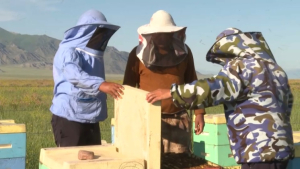 Пчеловодство становится популярным видом заработка