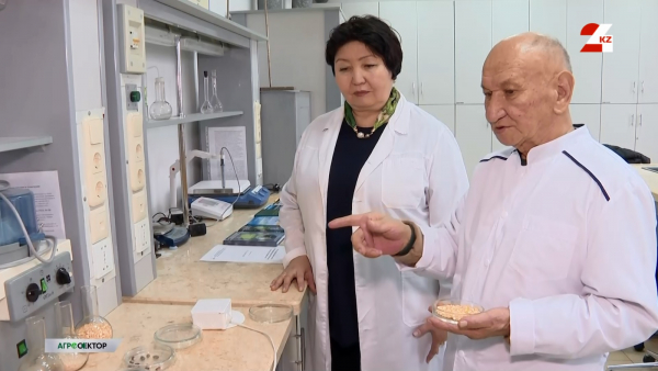 Что придумали казахстанские учёные для увеличения урожая | Агросектор