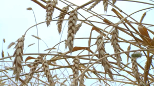 Аграрии о реформе отрасли: засуха не помеха для крестьянского хозяйства