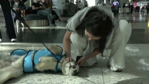 В аэропорту Стамбула появились собаки-терапевты