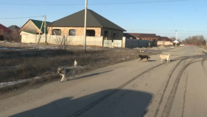 Приют для собак и кошек построят в Талдыкоргане