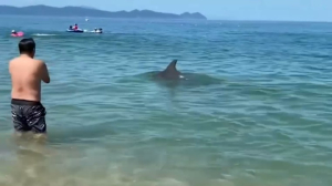 Дельфины напали на туристов в Японии