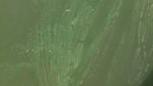 Река Жайык позеленела: специалисты разбираются в причинах