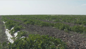 Урожай бахчевых под угрозой в Жамбылской области
