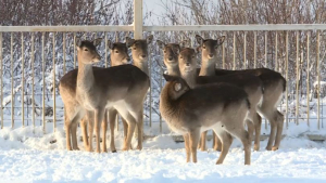 Карагандинский зоопарк призвал не выкидывать ёлки, а отдать их животным