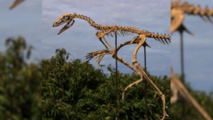 В Бразилии обнаружили останки вероятного предка птерозавров