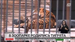 Амурские тигрята родились в Карагандинском зоопарке