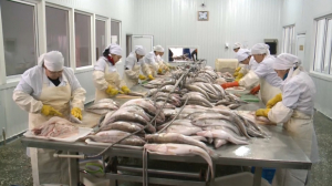 Производство рыбы сократилось в Казахстане