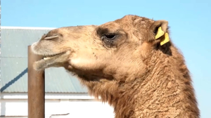 Многодетная семья открыла верблюжью ферму в ЗКО