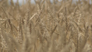 Ущерб от контрабанды пшеницы в Казахстан превысил 600 миллионов тенге