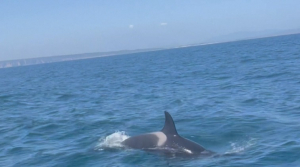 Гибралтар бұғазы маңында дельфиндер жарыс қайығына шабуыл жасады
