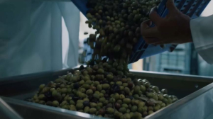 Грузия планирует сделать Казахстан оливковым хабом