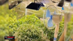 Выращивали на дому марихуану: до двух лет тюрьмы грозит наркоагрономам из Экибастуза | По горячим следам