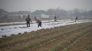 Готовы ли аграрии Казахстана отказаться от влагоемких культур?