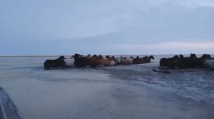 Табун лошадей спасли в Акмолинской области