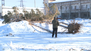Уничтоженные деревья: компанию оштрафовали на ₸17 млн в Караганде