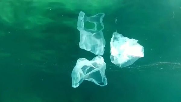 88% морских животных подвергаются воздействию пластика – учёные