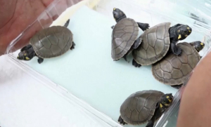 Попытка контрабанды: 4 тыс. черепах обнаружили в контейнерах в Перу