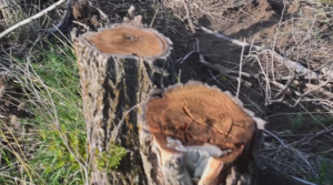 Больше двухсот деревьев незаконно вырубили в Актобе