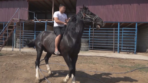 Туркестанский фермер вывел специальную породу коней для игры в кокпар