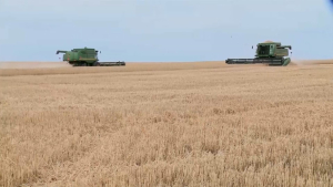 Минсельхоз: Прогноз урожая зерновых порядка 16 миллионов тонн