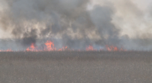 Пожар в природном резервате «Акжайык»: возможную причину назвали в МЧС