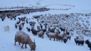 Суровая зима в Монголии стала причиной крупного падежа скота