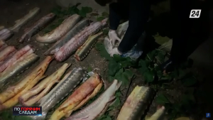 Три года тюрьмы грозит рыбному браконьеру, пойманному со 100 кг осётра