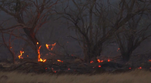 Из-за лесных пожаров уничтожен туристический город в Гавайях: 36 человек погибли