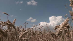 Пшеница дорожает после выхода России из «зерновой сделки»