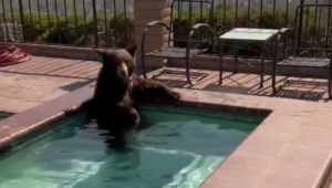 Аномальная жара: дикий медведь оккупировал бассейн частного дома в США