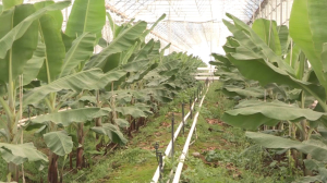 Впервые в Казахстане промышленное выращивание бананов освоили в Туркестанской области